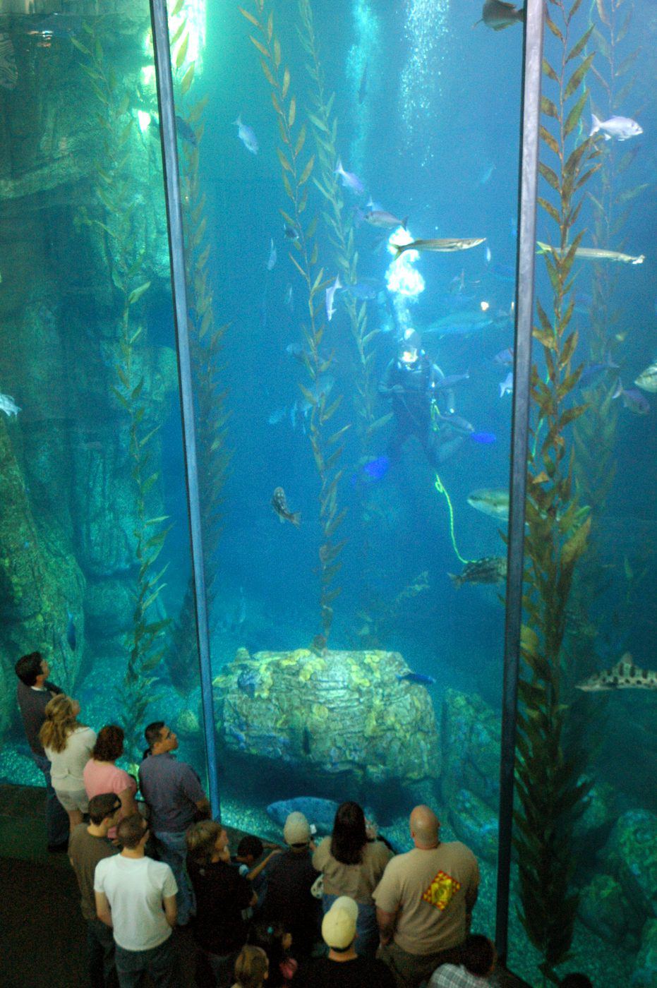 dubai aquarium